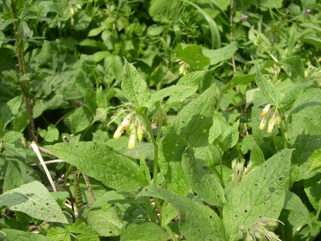 Symphytum bulbosum e tuberosum a confronto